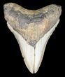 Bargain, Megalodon Tooth - North Carolina #53246-1